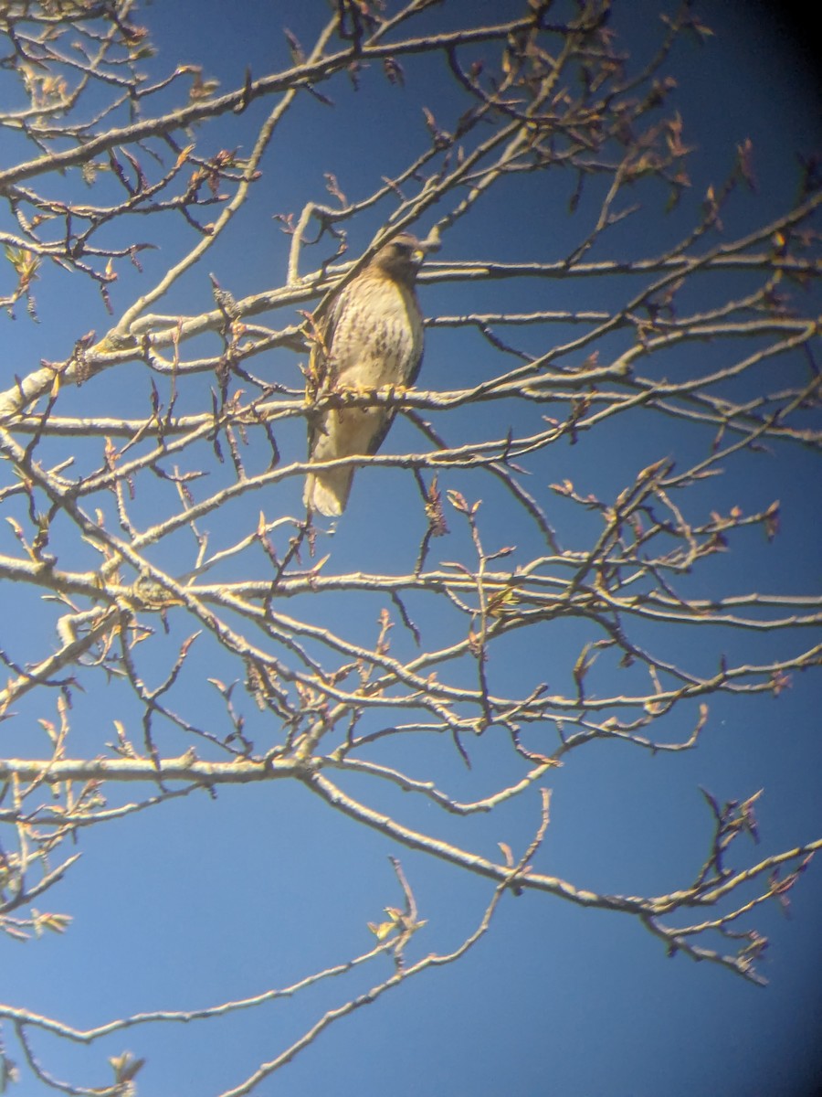 Red-tailed Hawk - ML616265901