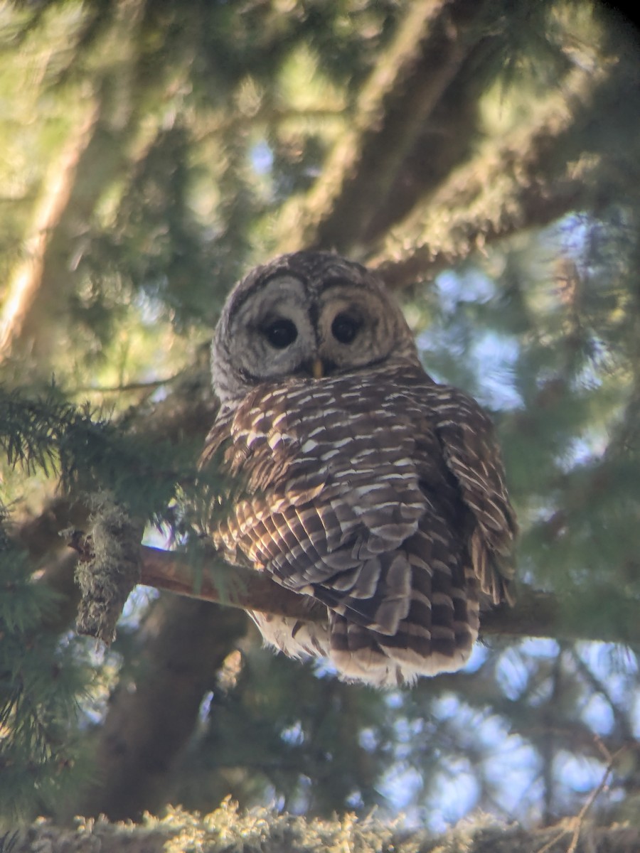 Barred Owl - ML616265905