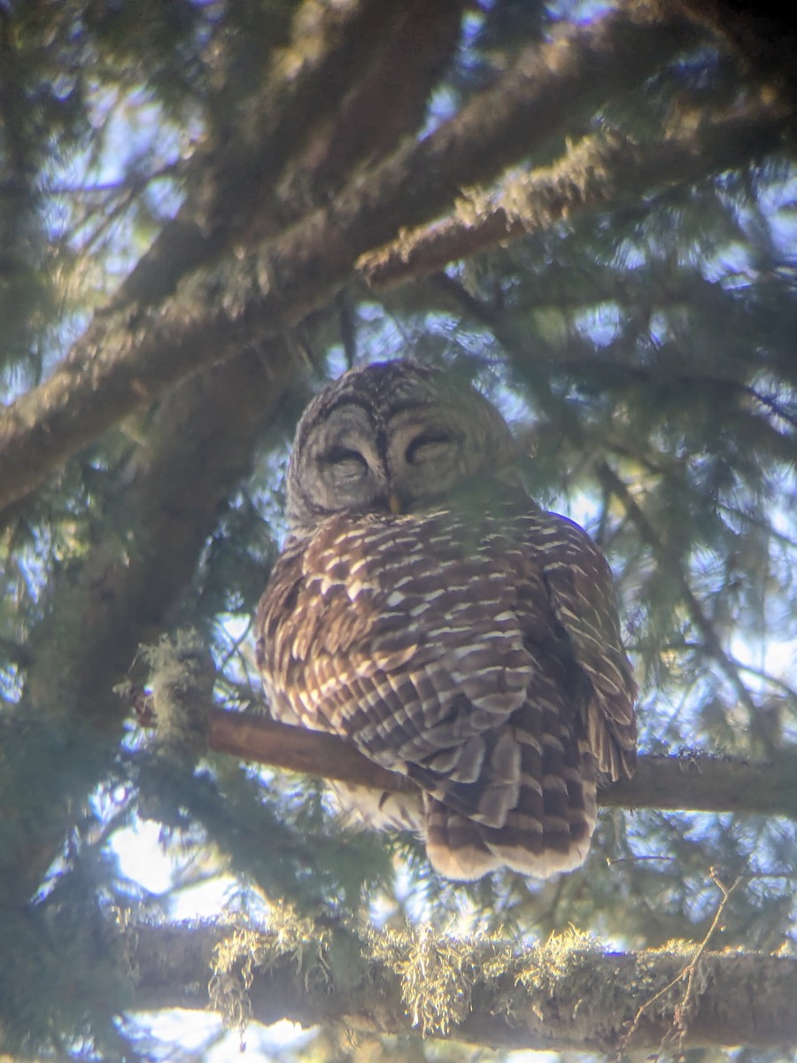 Barred Owl - ML616265906