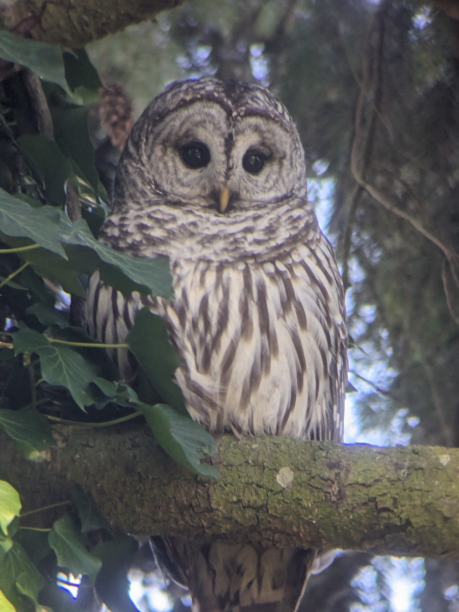 Barred Owl - ML616265907