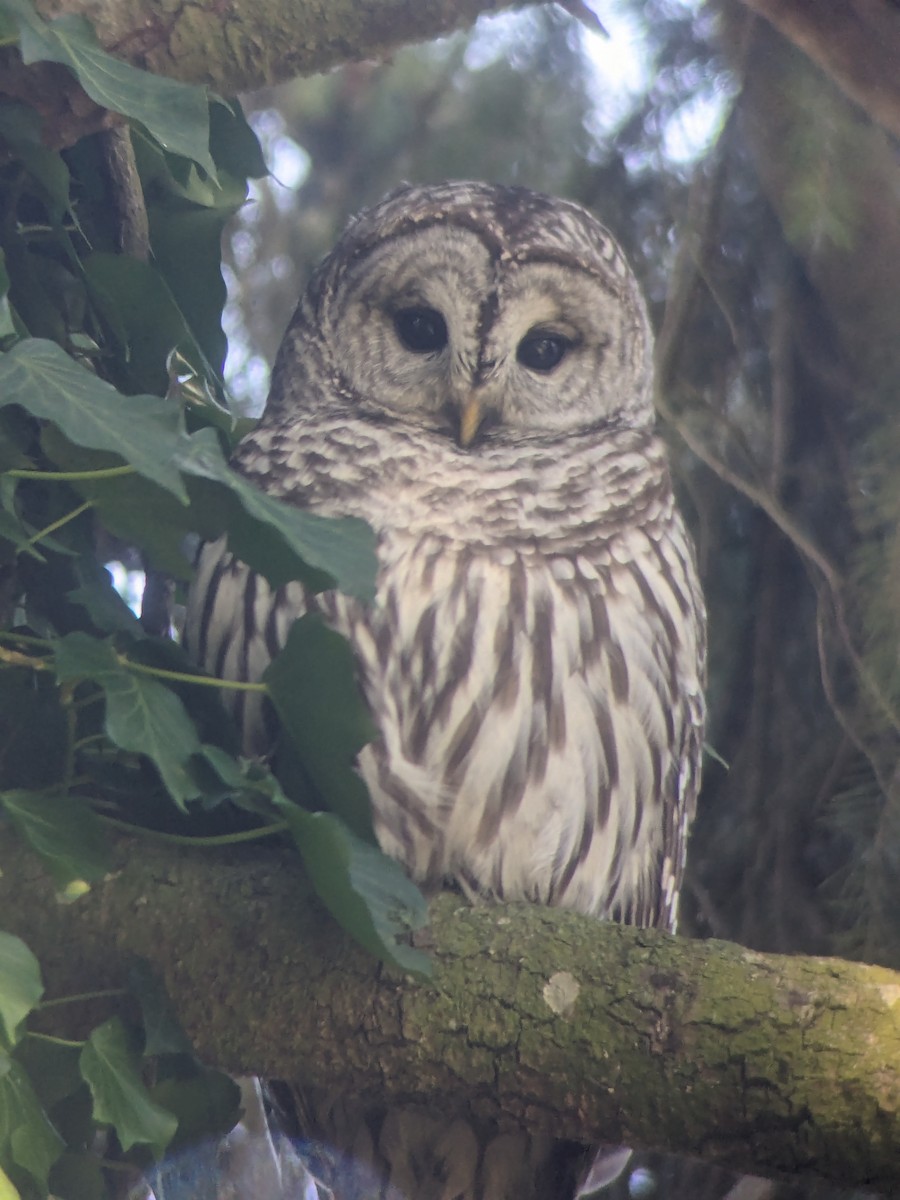 Barred Owl - ML616265908