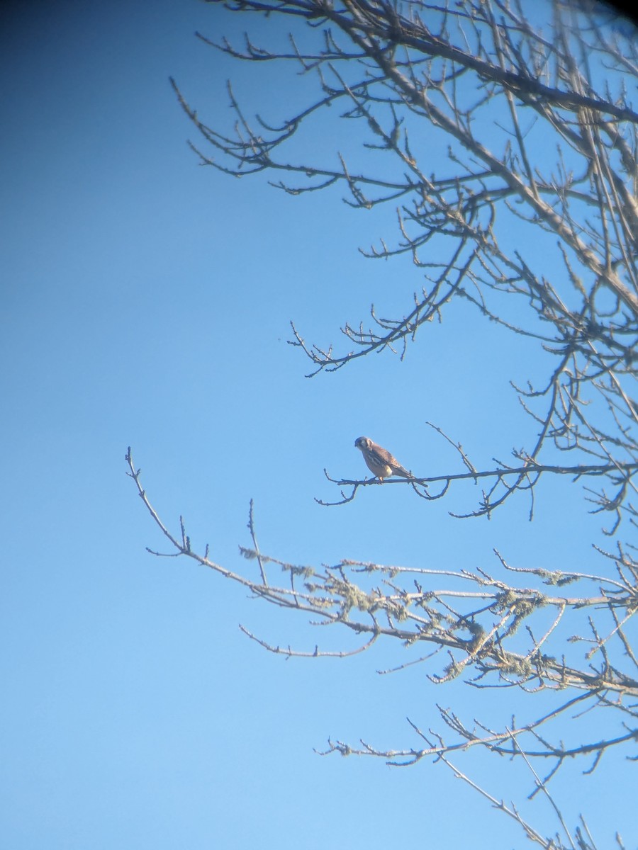 American Kestrel - ML616265912