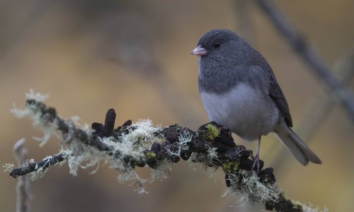 Dark-eyed Junco - ML616265914