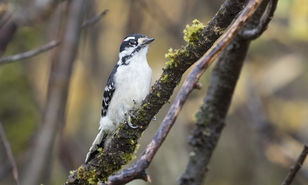 Downy Woodpecker - ML616265926