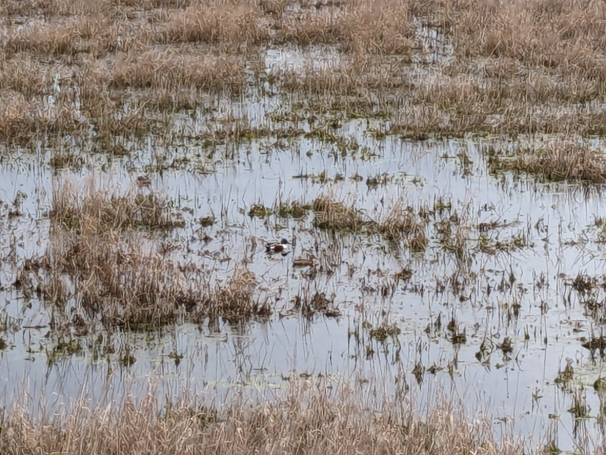 Northern Shoveler - ML616265928