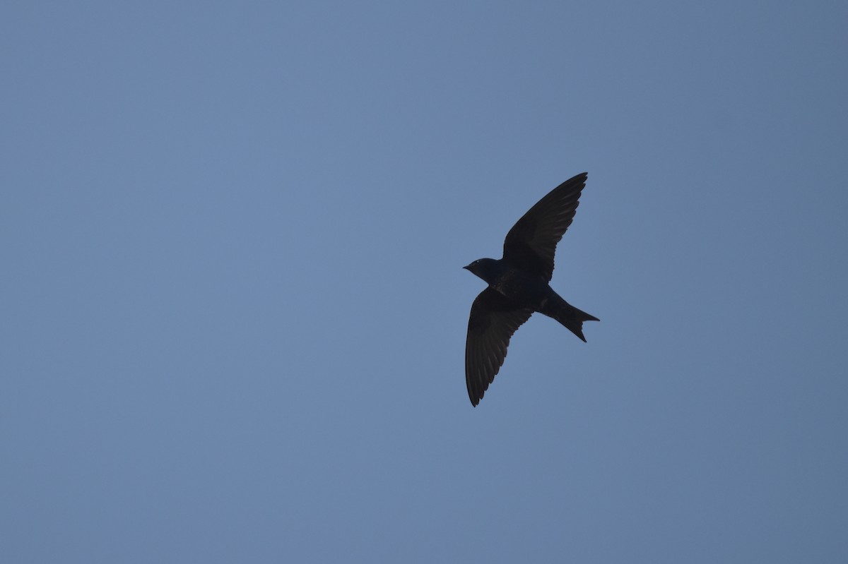 Golondrina Purpúrea - ML616265935