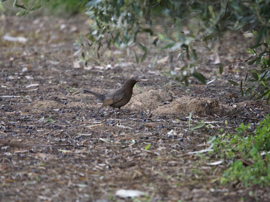 Eurasian Blackbird - ML616265937