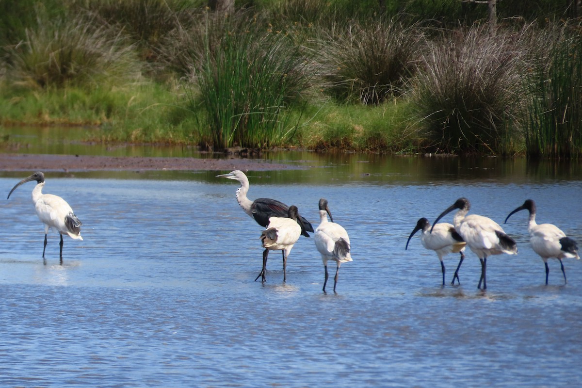 Pacific Heron - ML616265938