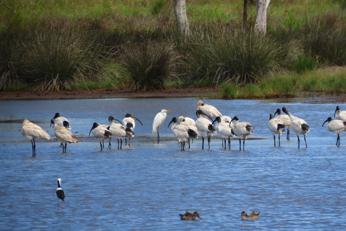 Plumed Egret - ML616265941