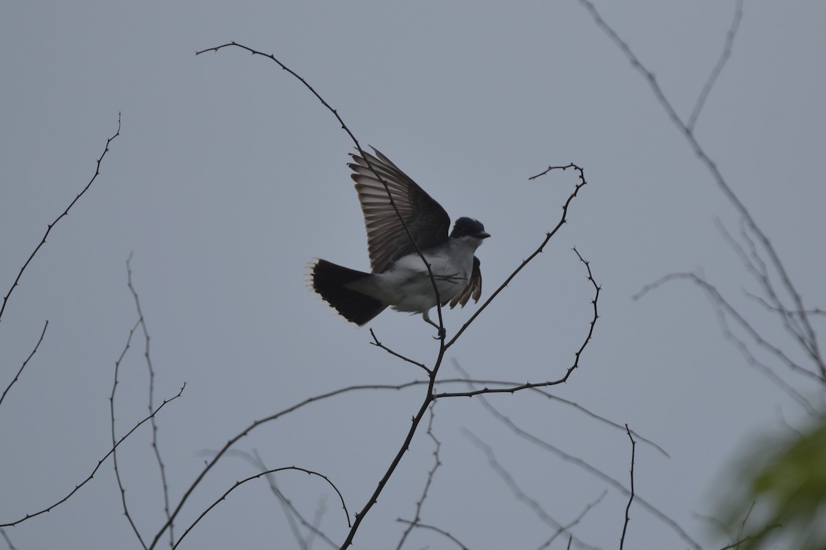 Eastern Kingbird - ML616265975