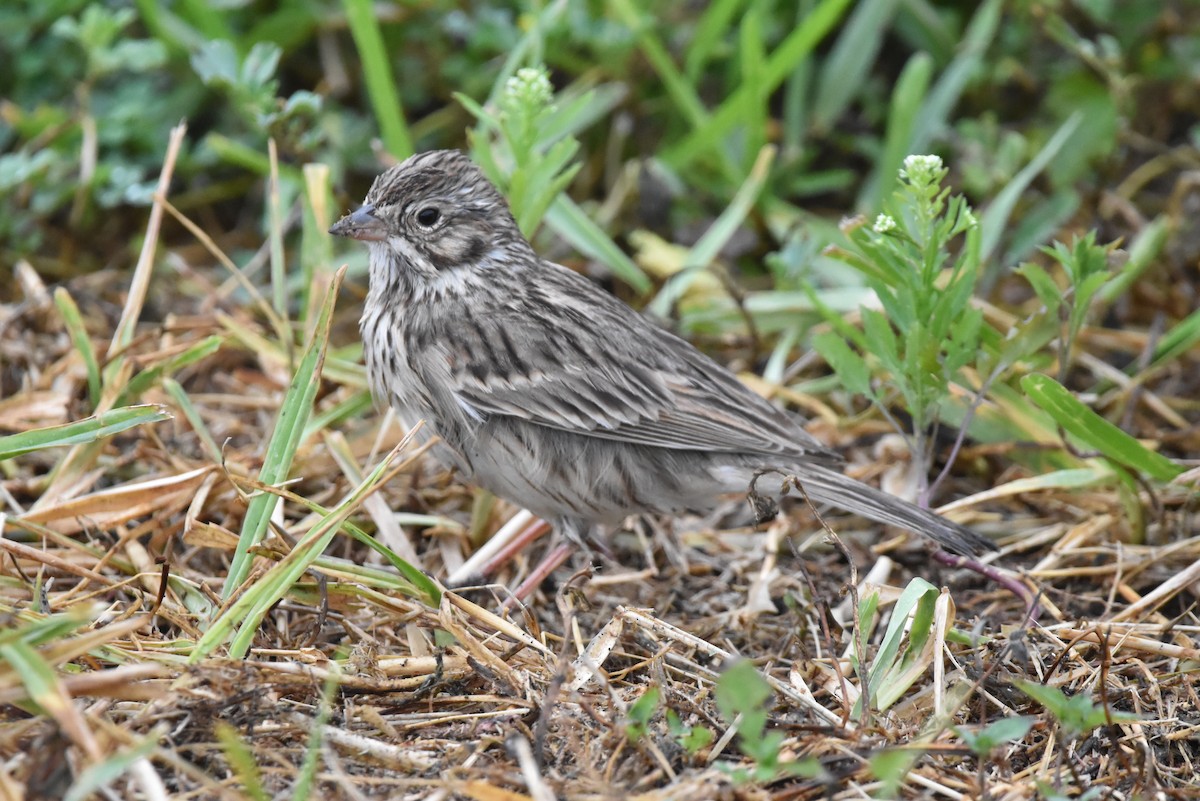 Vesper Sparrow - ML616265981