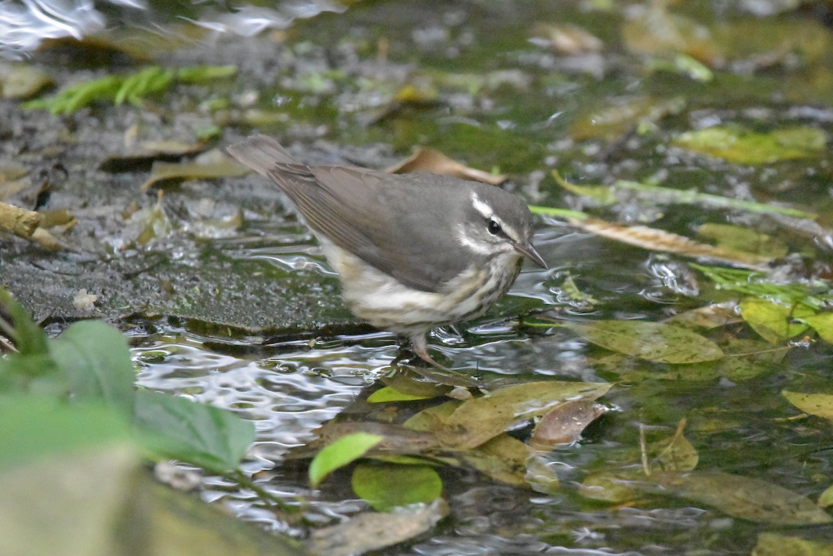 Louisiana Waterthrush - ML616266003