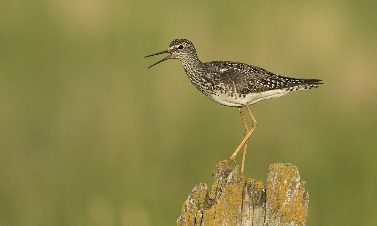 Lesser Yellowlegs - ML616266004