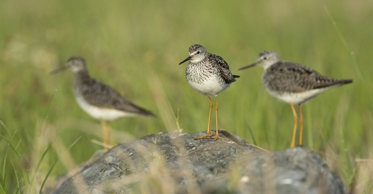 Lesser Yellowlegs - ML616266005