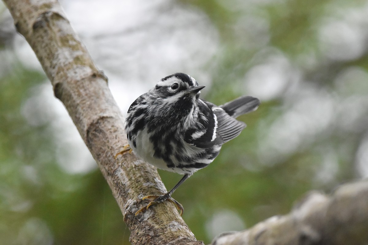 Black-and-white Warbler - ML616266018