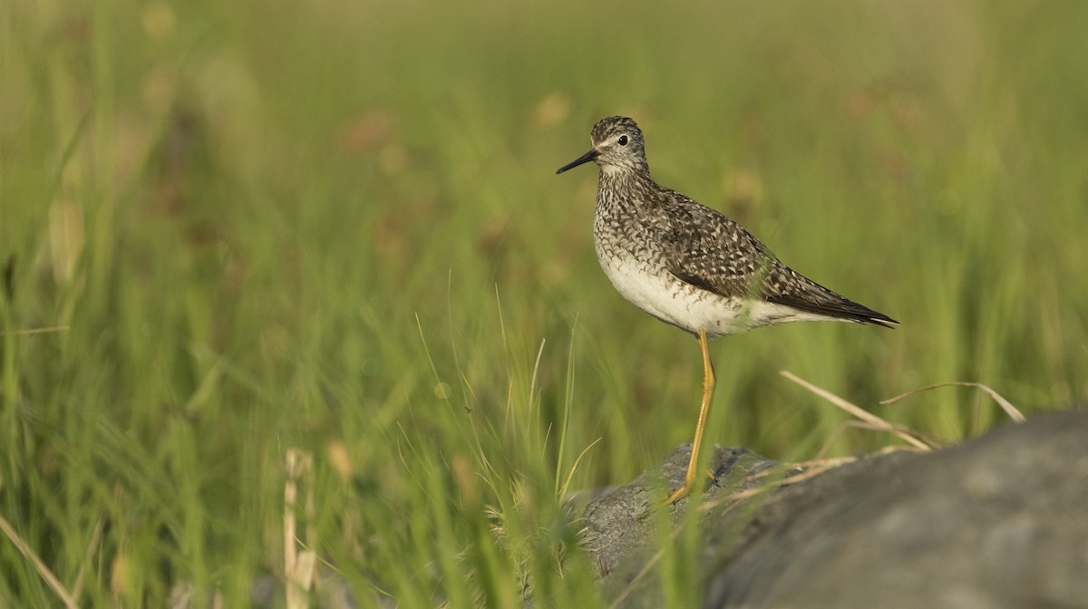 Lesser Yellowlegs - ML616266019