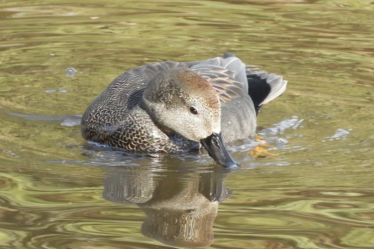 Gadwall - Sandi Keereweer