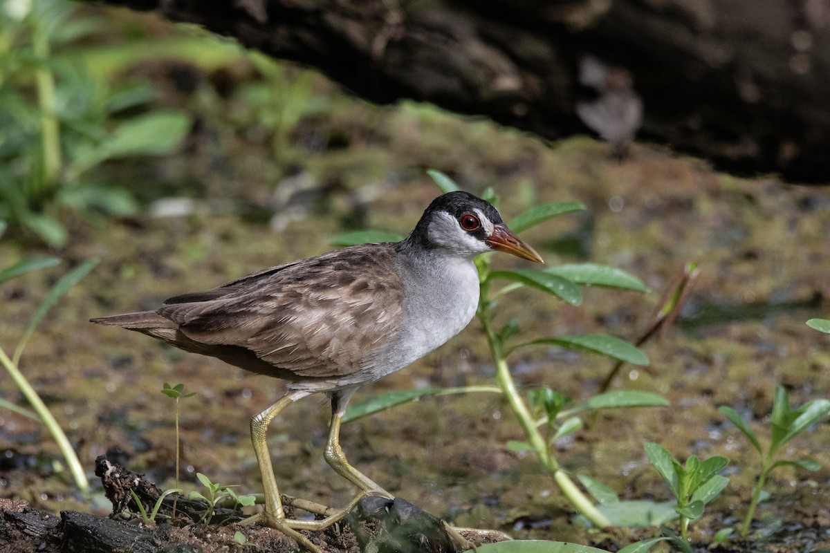 White-browed Crake - ML616266245