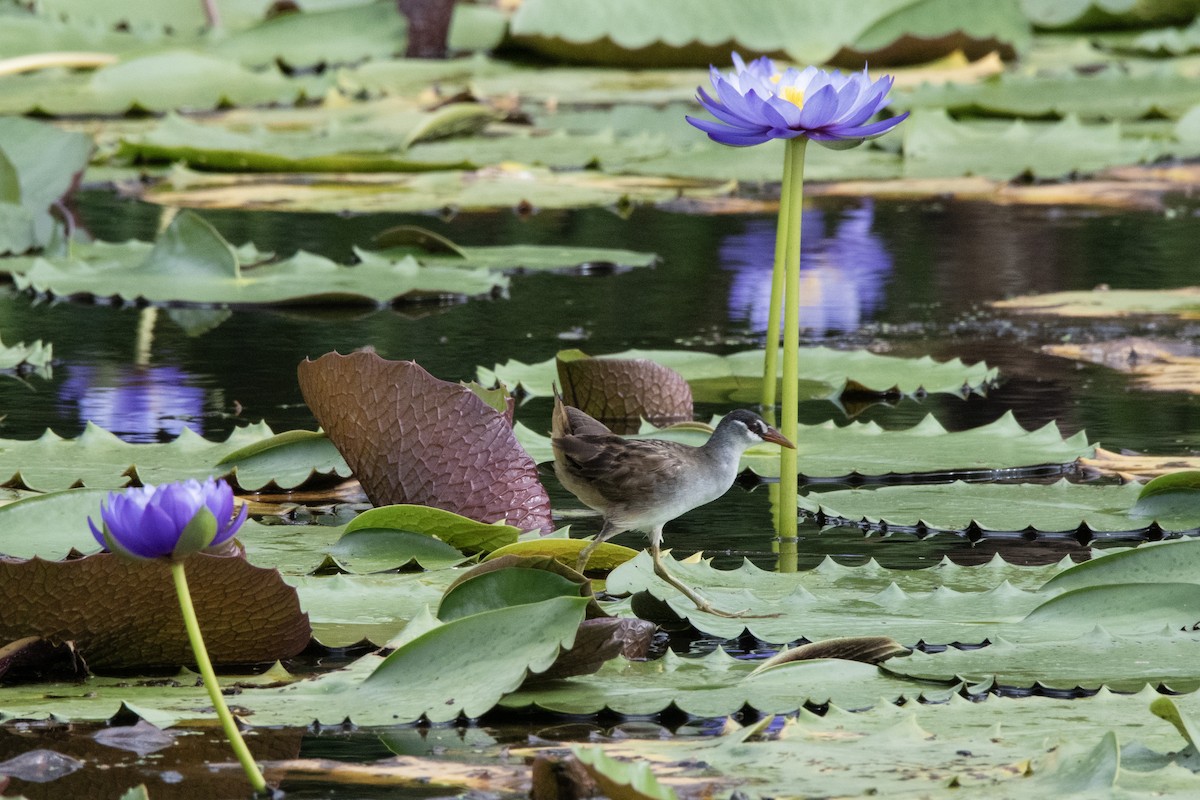 White-browed Crake - ML616266248