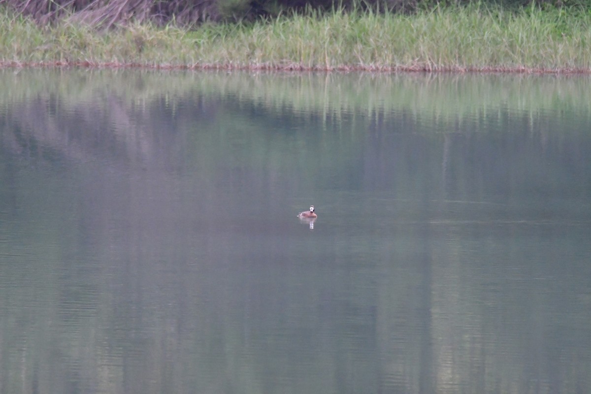 Greater Scaup - ML616266255