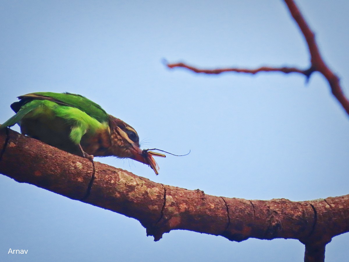 asian barbet sp. - ML616266259