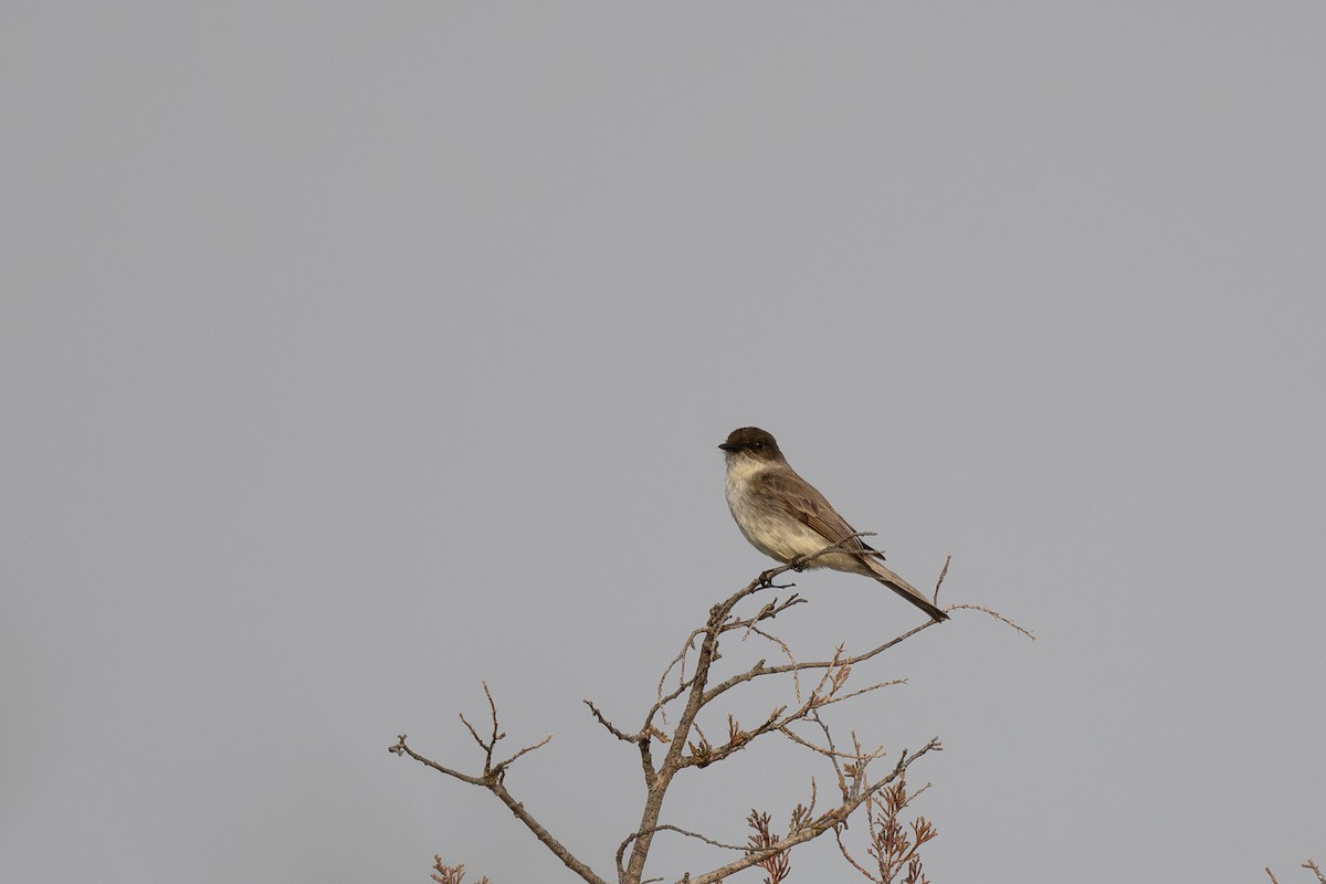 Eastern Phoebe - Steve Heinl