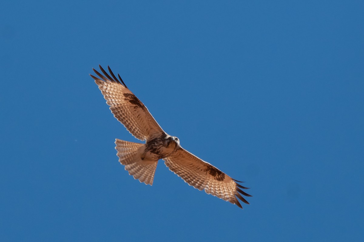 Eastern Buzzard - ML616266276