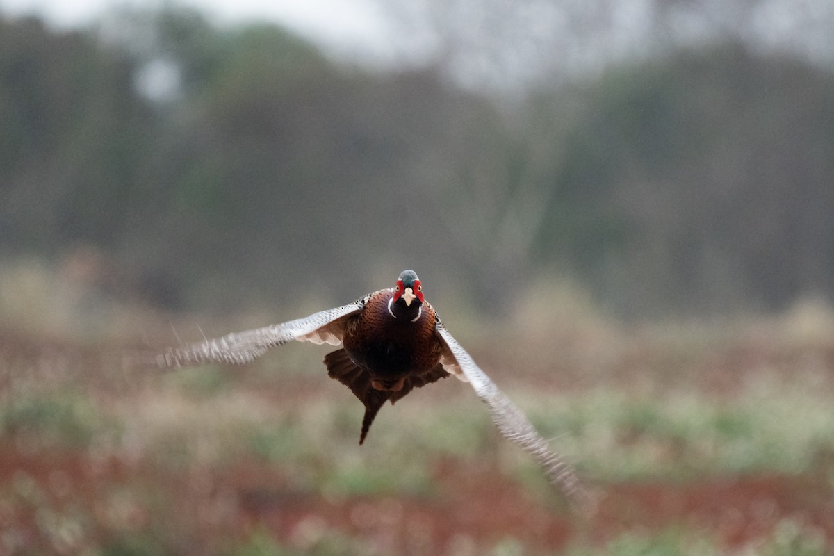 Ring-necked Pheasant - ML616266350