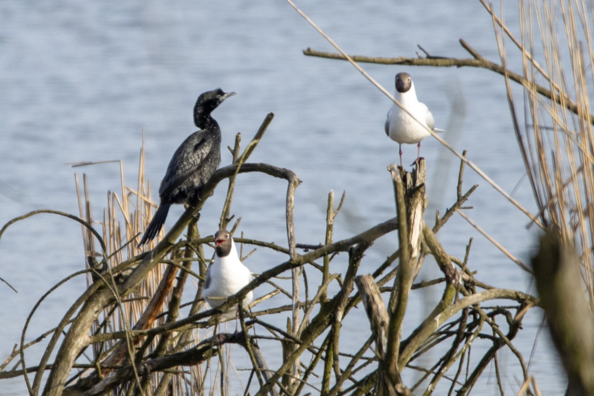 Pygmy Cormorant - ML616266395