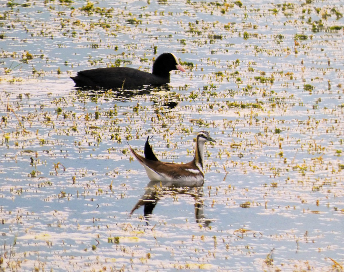 Pheasant-tailed Jacana - ML616266422