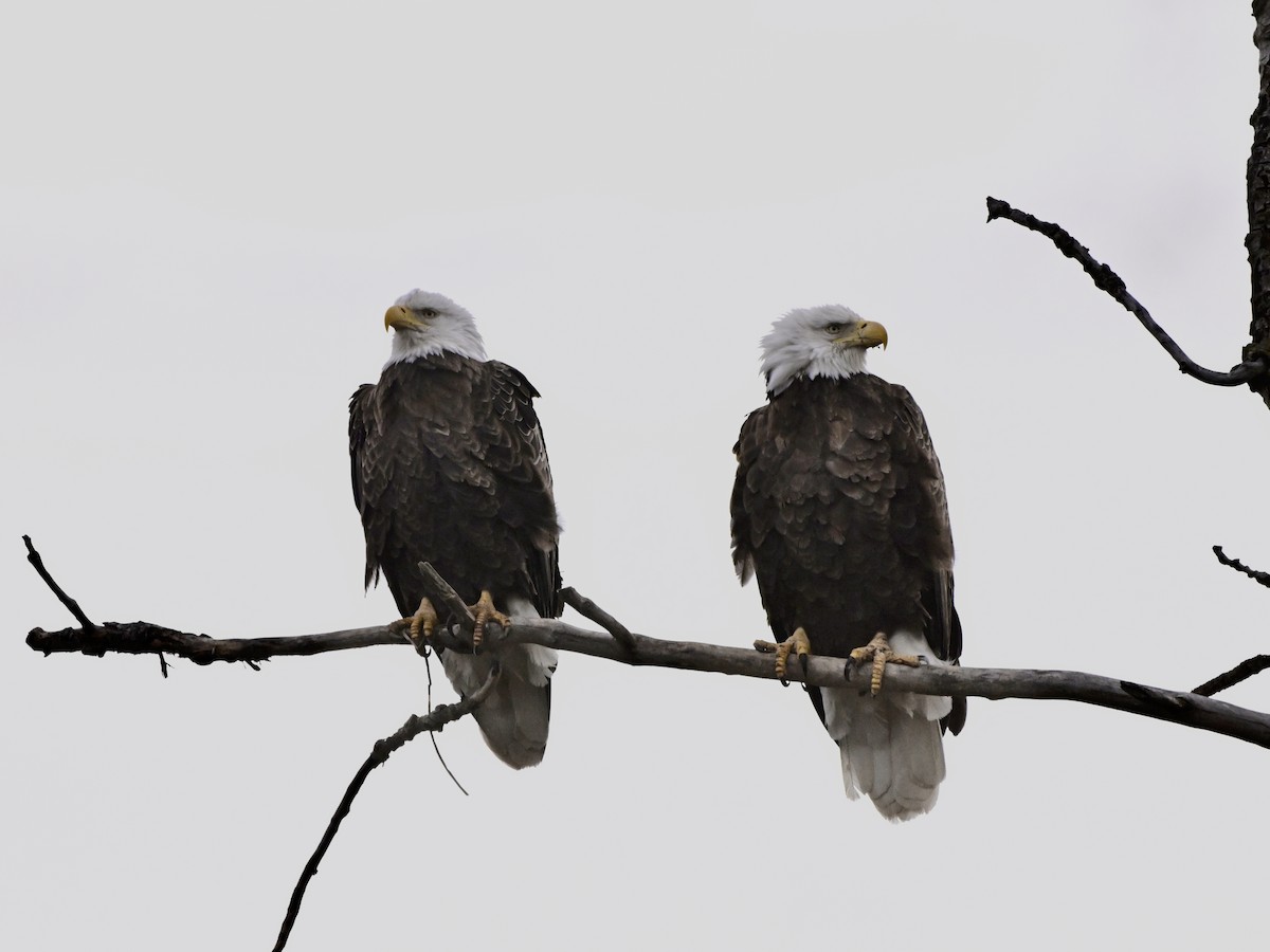 Bald Eagle - ML616266502