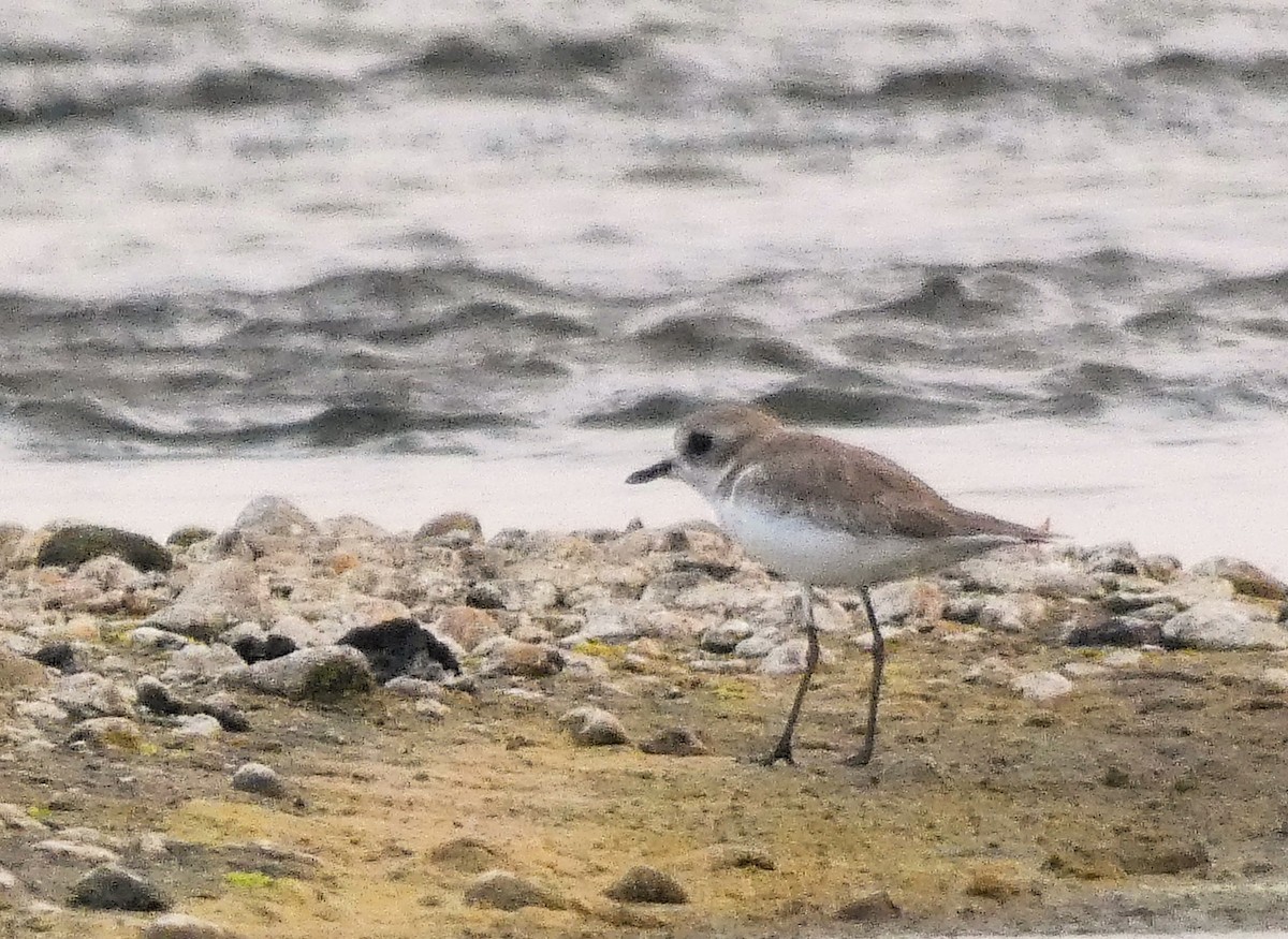 Tibetan Sand-Plover - Santharam V