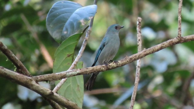 Verditer Flycatcher - ML616266518