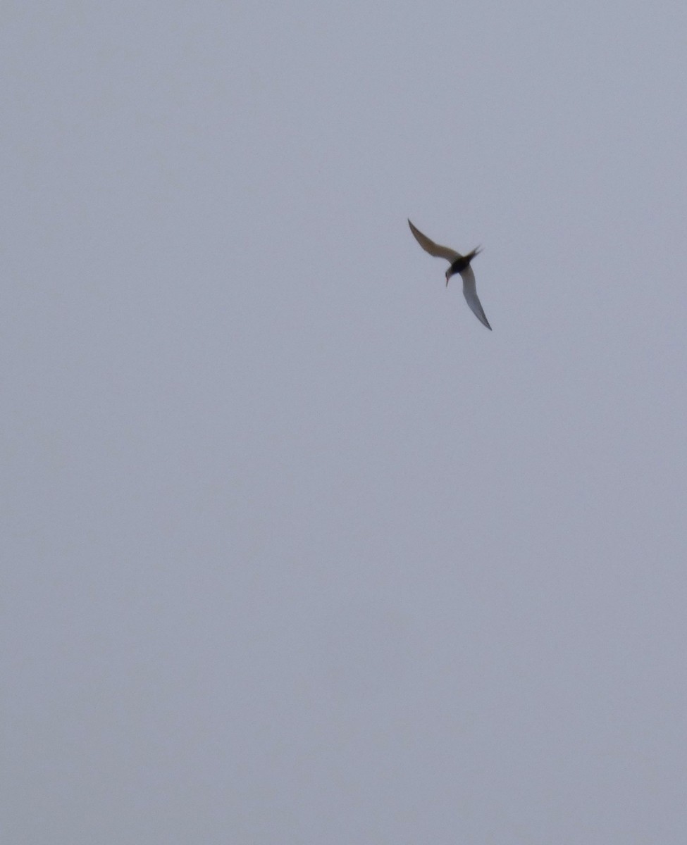 Black-bellied Tern - ML616266542