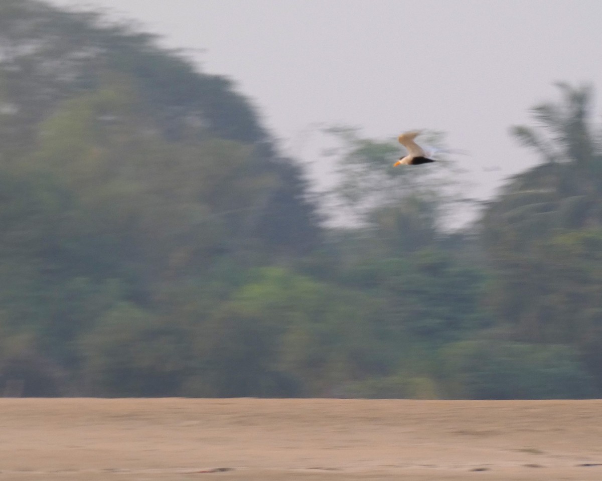 Black-bellied Tern - ML616266543