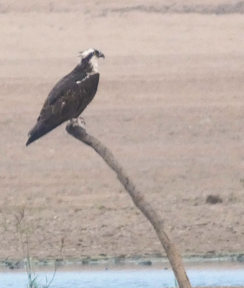 Águila Pescadora - ML616266573