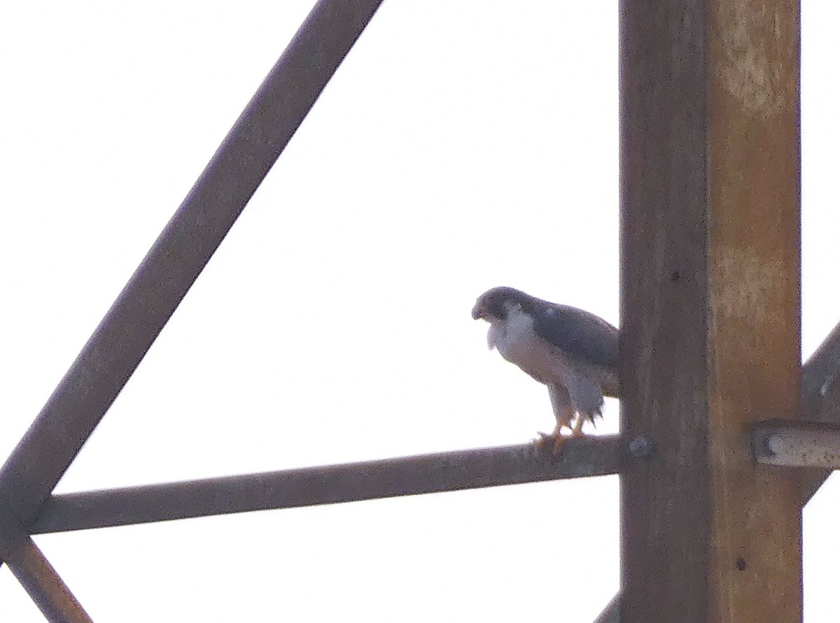 Peregrine Falcon - Santharam V