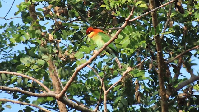 Chestnut-headed Bee-eater - ML616266611