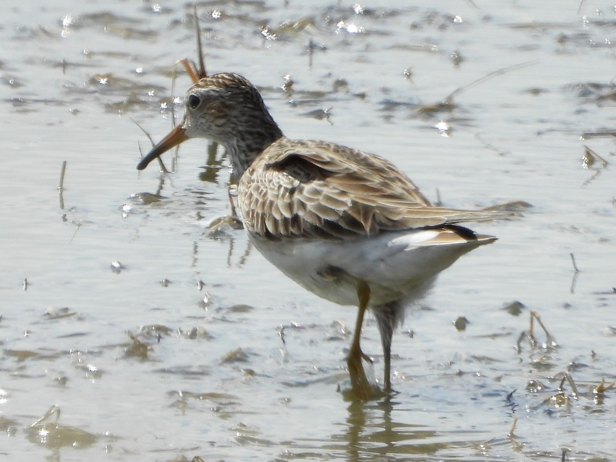 Pectoral Sandpiper - ML616266659