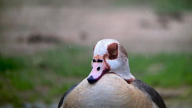 Nilgans - ML616266679