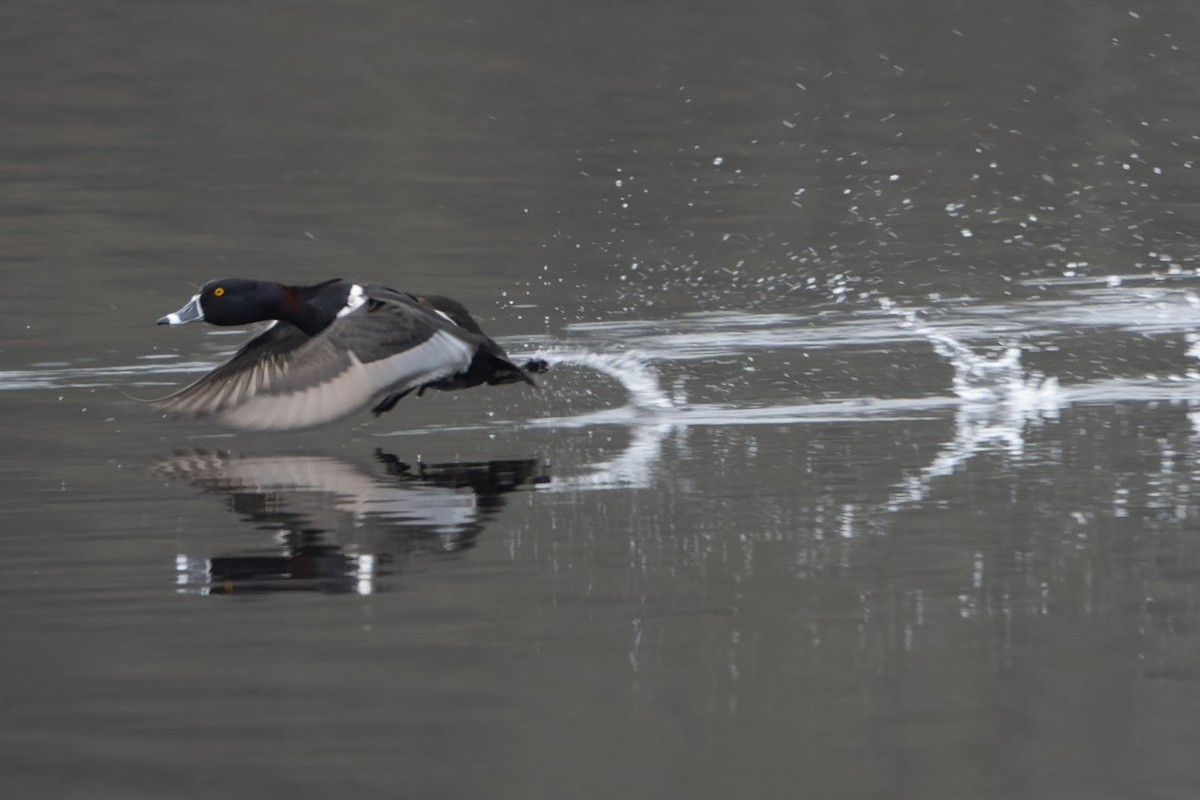 Ring-necked Duck - ML616266710