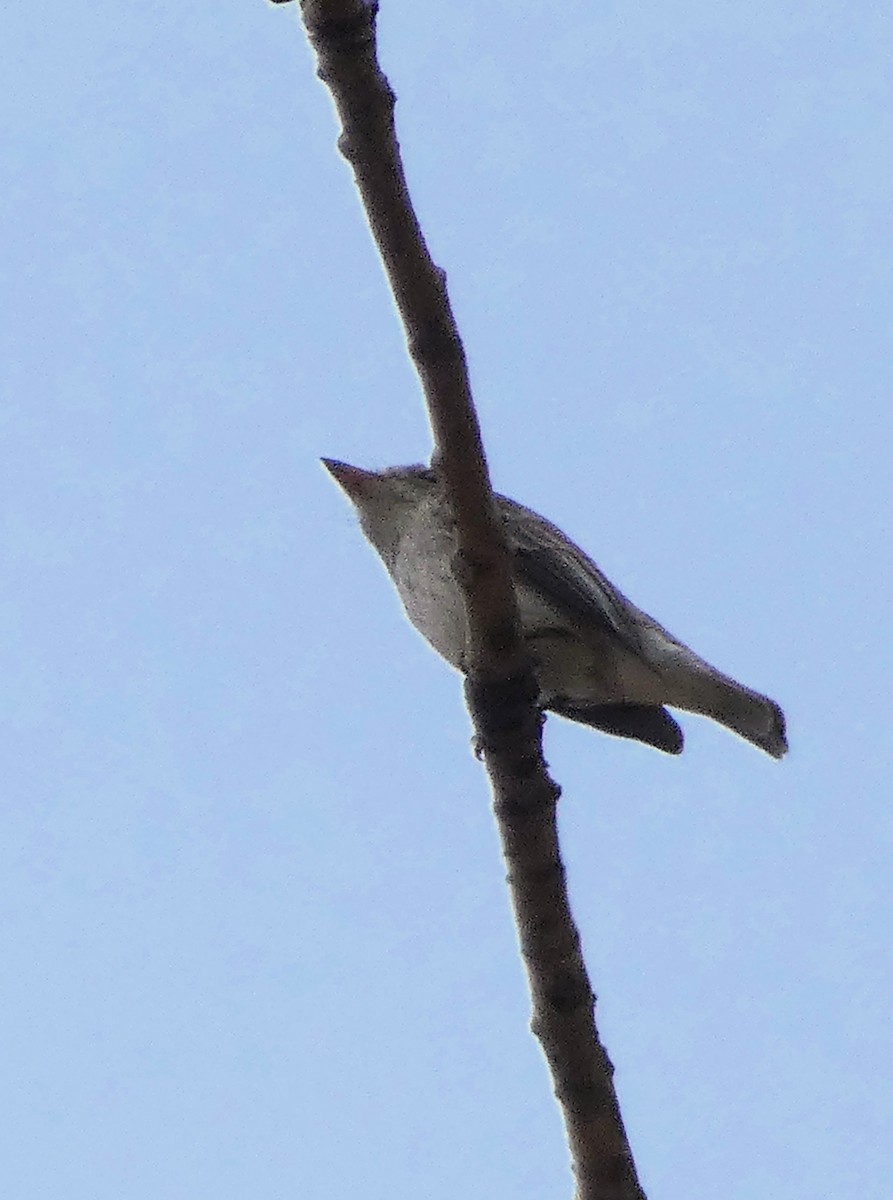 Asian Brown Flycatcher - Santharam V