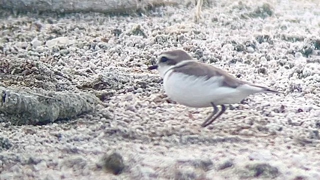 Snowy Plover - ML616266784