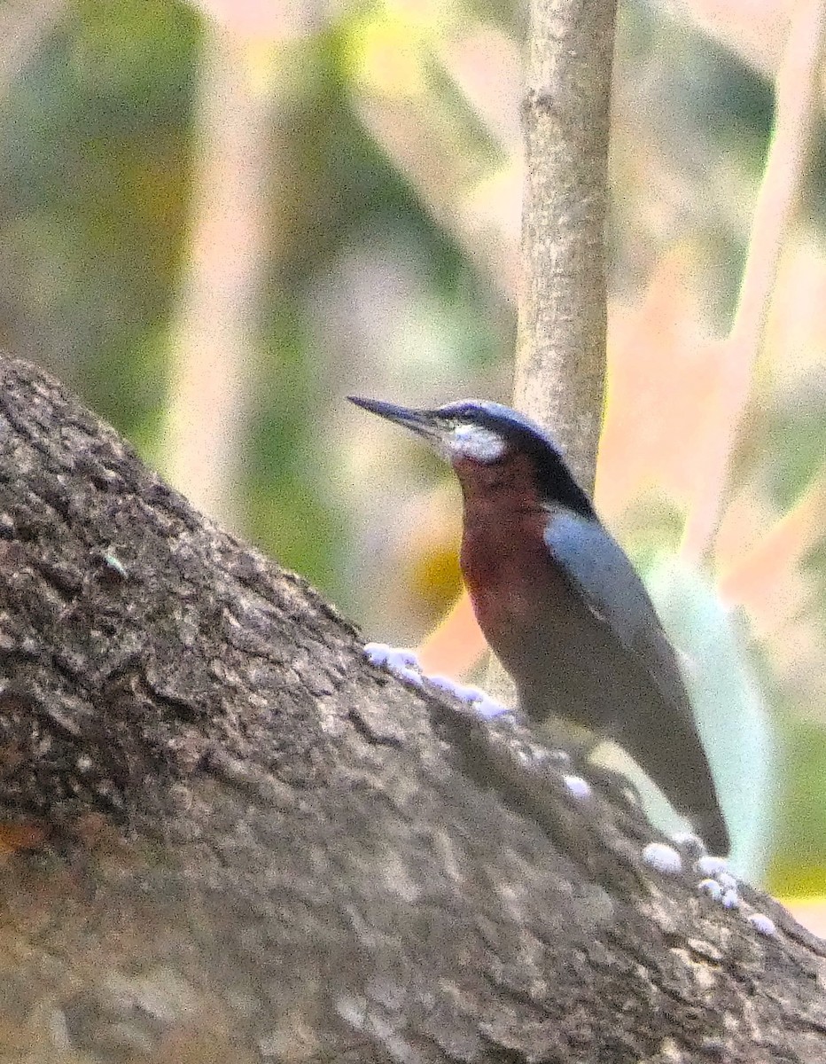 Indian Nuthatch - ML616266806