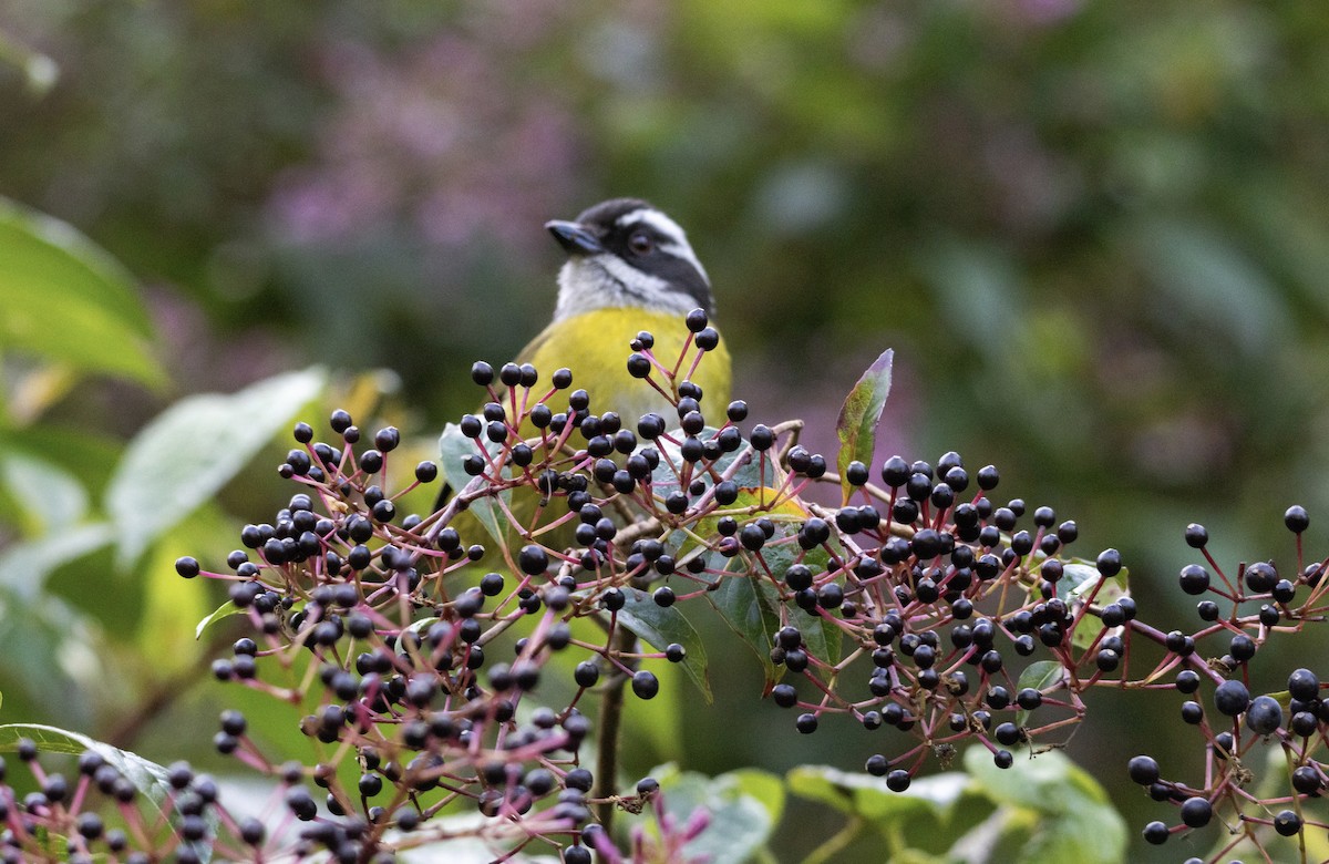 Sooty-capped Chlorospingus - ML616266823