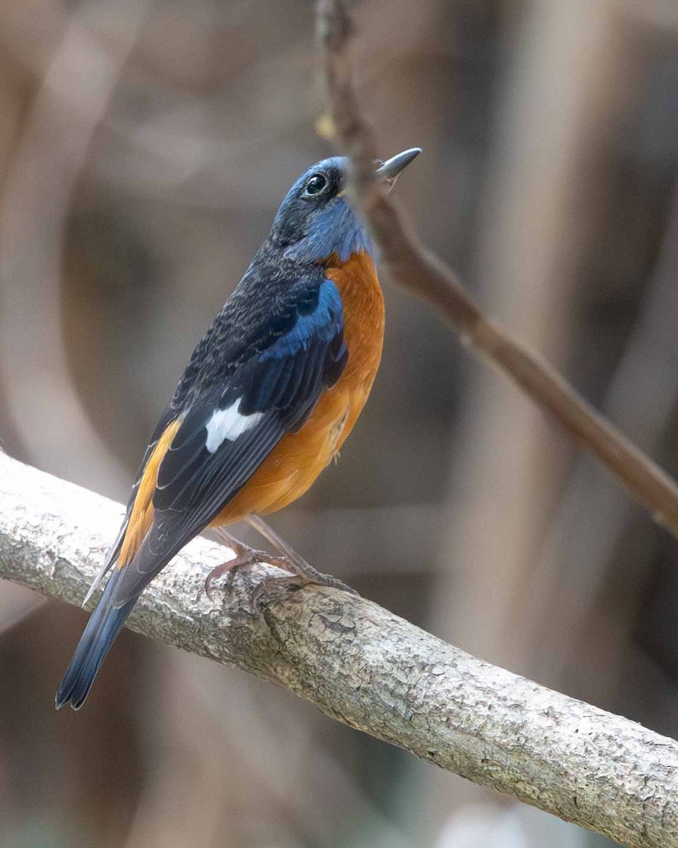 Blue-capped Rock-Thrush - Samanvitha Rao