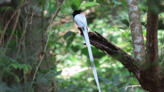 Indian Paradise-Flycatcher - ML616266884