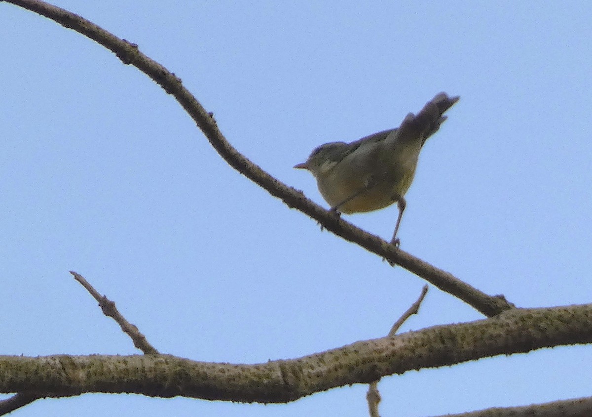 Greenish Warbler - ML616266908