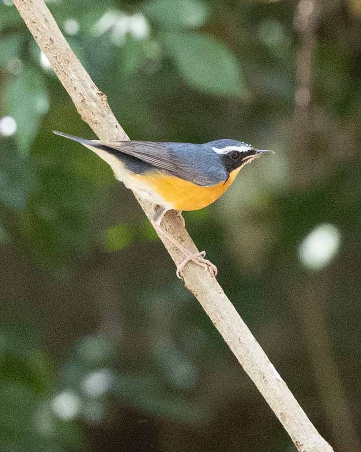 Indian Blue Robin - Samanvitha Rao