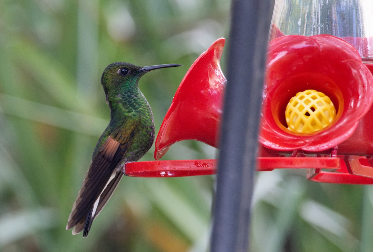 Stripe-tailed Hummingbird - Danny Tipton